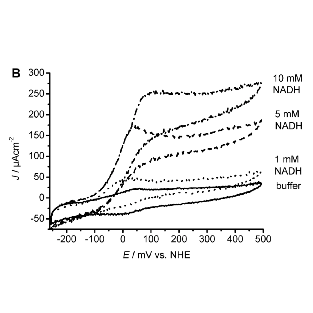 WrbA use in biosensors