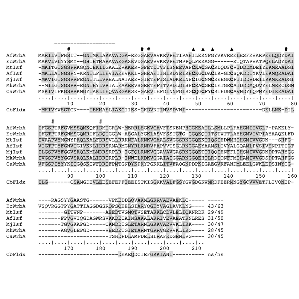 WrbA as an NADPH:Quinone Oxidoreductase